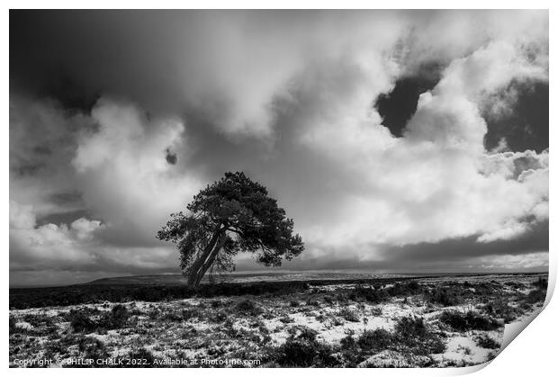 Lone tree on the north Yorkshire moors 698 Print by PHILIP CHALK