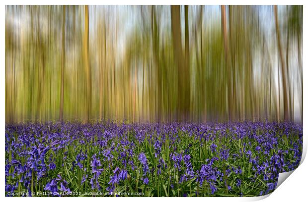 Bluebell forest blur 716 Print by PHILIP CHALK