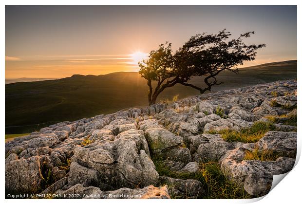 Lone tree in the Yorkshire dales 748 Print by PHILIP CHALK