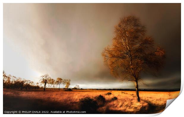 Lone tree in a storm 25 Print by PHILIP CHALK