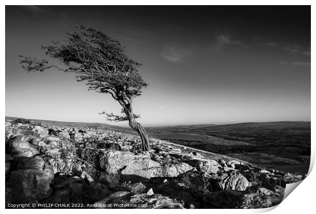 Lone tree black and white 807 Print by PHILIP CHALK