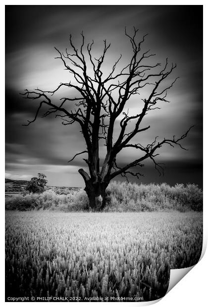 The lone lightening tree in black and white 845 Print by PHILIP CHALK
