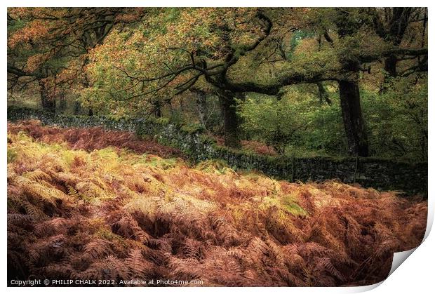 Tarn Howes Autumn  woodland 846 Print by PHILIP CHALK