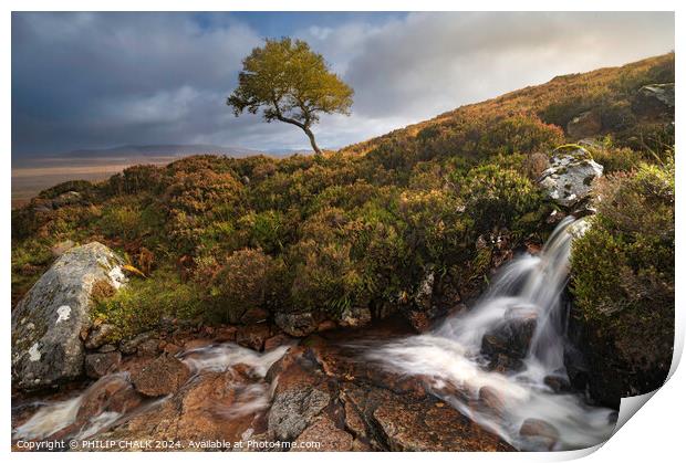 The lone tree of Rannoch moor 1038 Print by PHILIP CHALK