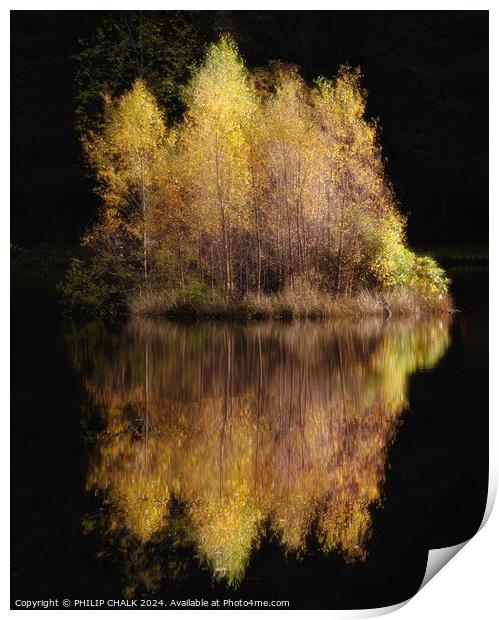 Golden birch tree reflection 1060 Print by PHILIP CHALK