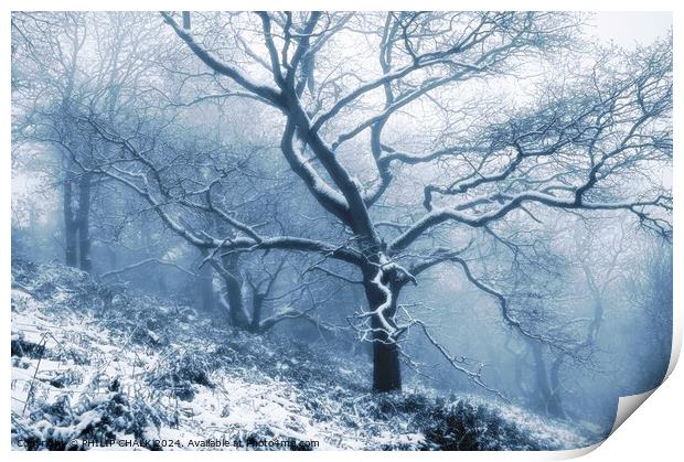 Frozen forest 1062 Print by PHILIP CHALK