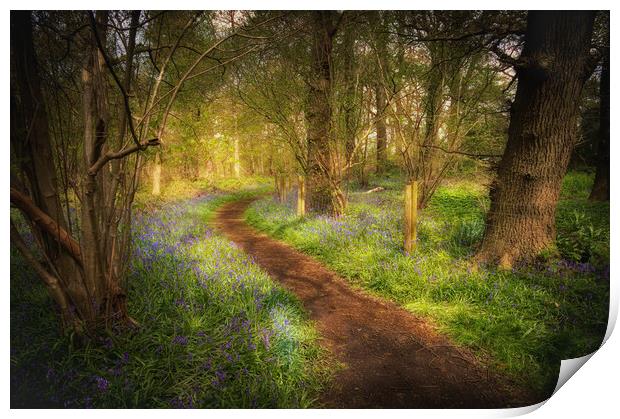 magical bluebell wood  Print by PHILIP CHALK