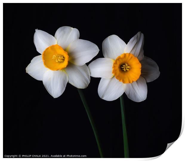 Double Daffodil 23 Print by PHILIP CHALK