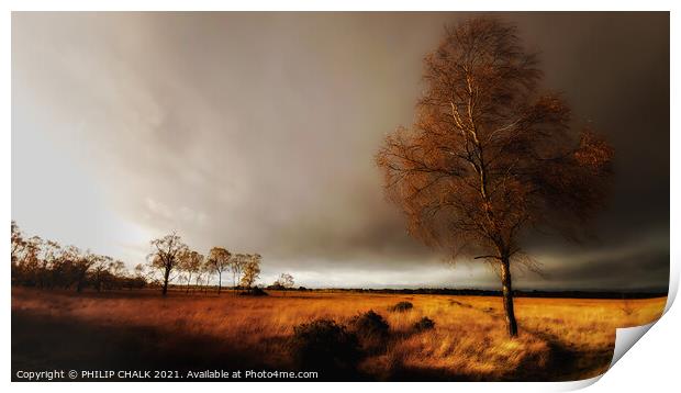 Lone tree on Strensall common York 25  Print by PHILIP CHALK