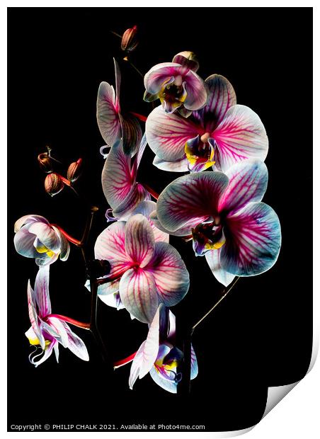 Pink and white Orchid with black background 46 Print by PHILIP CHALK