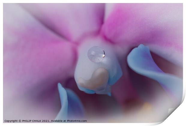 Single drop of water on an Orchid 53 Print by PHILIP CHALK
