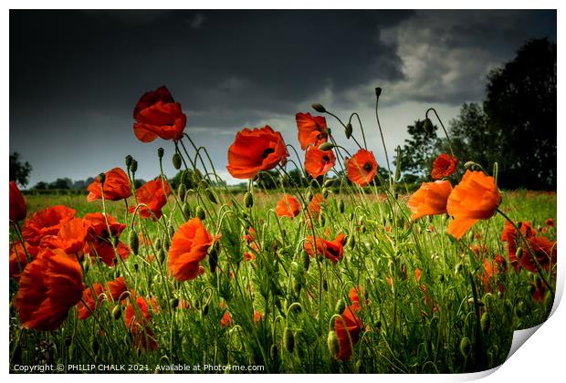 Poppy field with a stormy sky 62 Print by PHILIP CHALK