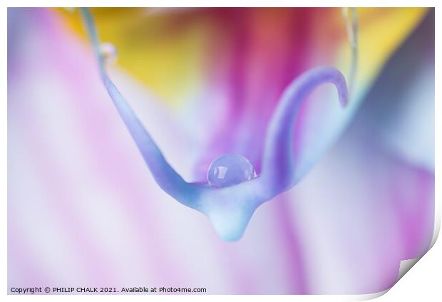 Single water droplet on a delicate Orchid 91 Print by PHILIP CHALK