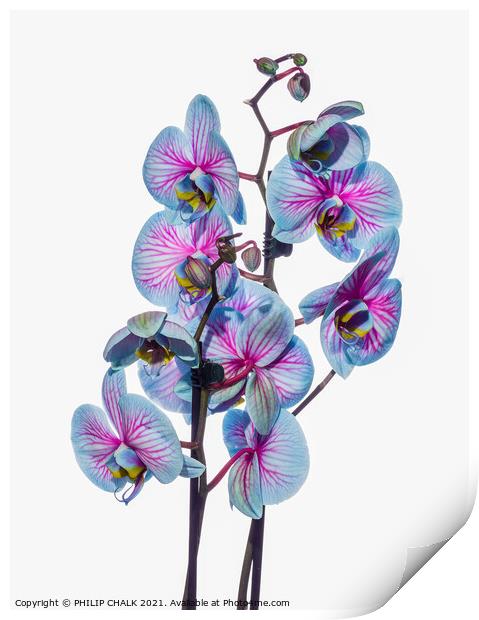 high key Orchids 132 Print by PHILIP CHALK