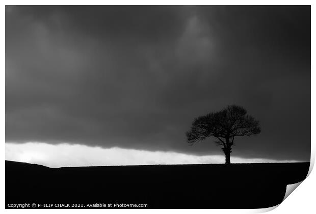 Lone tree in a storm 149 Print by PHILIP CHALK