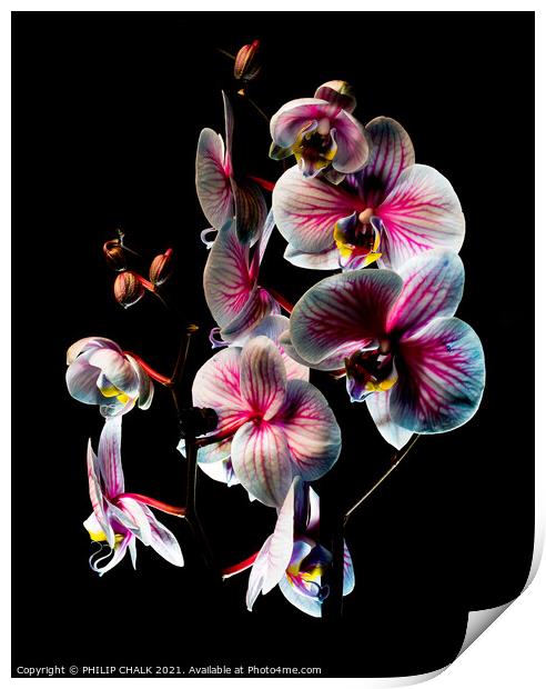 Others Pink and white Orchids with black background 170 Print by PHILIP CHALK