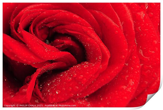 Heart of a Rose 221 Print by PHILIP CHALK