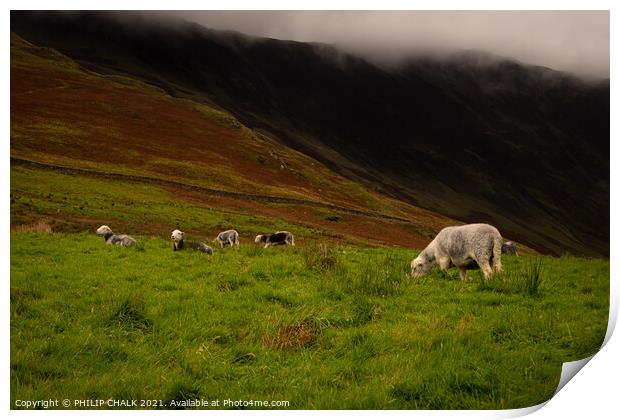 Herdwick sheep grazing next to Buttermere in the lake district 226 Print by PHILIP CHALK