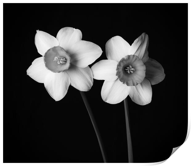 Daffodils in black and white 300   Print by PHILIP CHALK