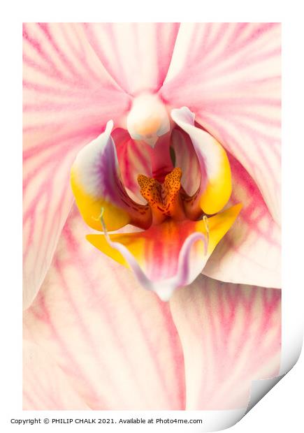 pink Orchid 318 Print by PHILIP CHALK