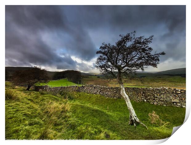 Single tree clinging on to life in the Yorkshire dales 351  Print by PHILIP CHALK