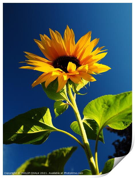 giant sunflower against a blue sky 359  Print by PHILIP CHALK