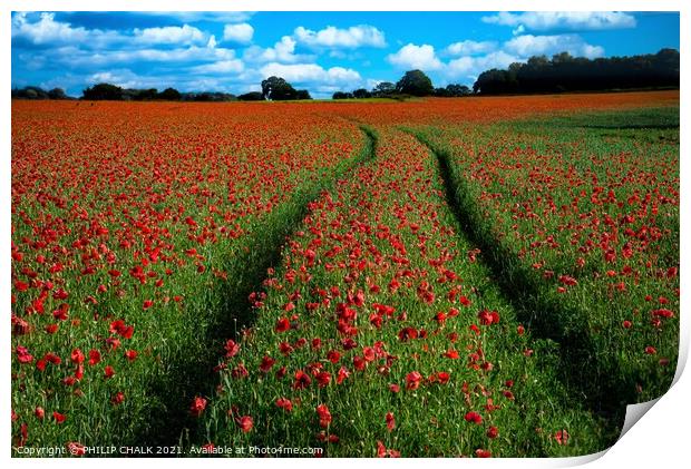 Poppy field with tractor tracks 378  Print by PHILIP CHALK