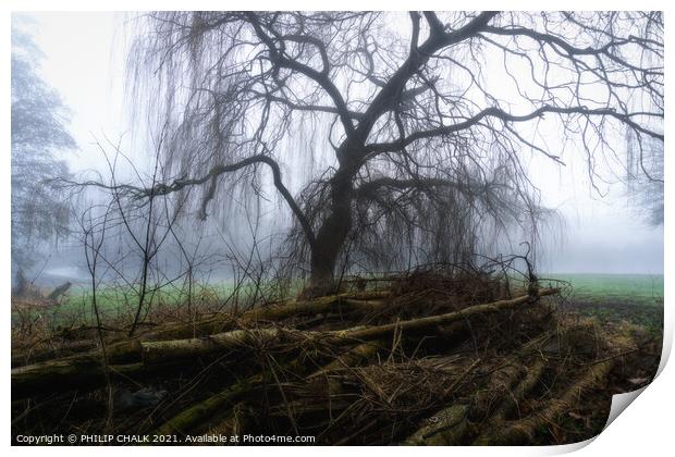 Weeping willow in the mist 392  Print by PHILIP CHALK