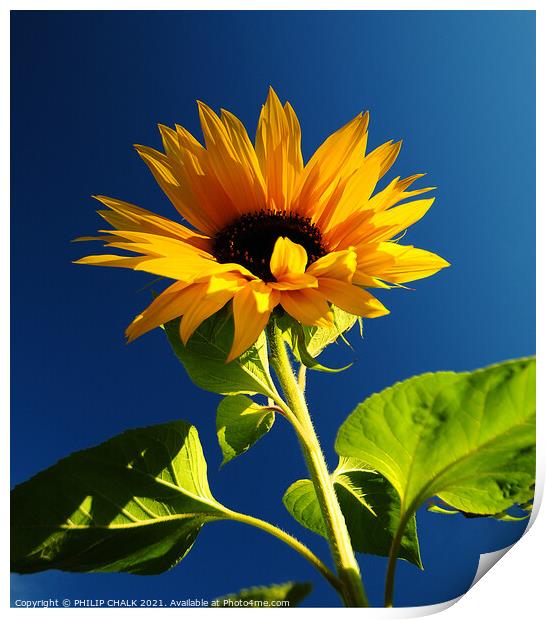 Sun flower against a blue sky 398 Print by PHILIP CHALK