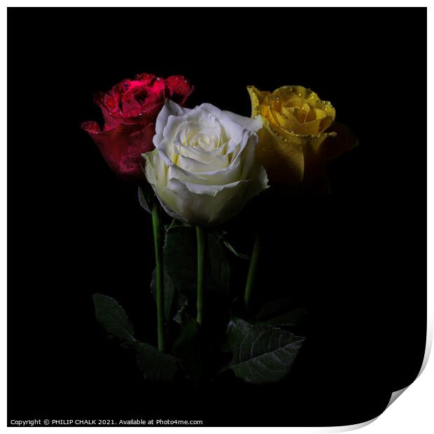 Three roses in the dark 409  Print by PHILIP CHALK