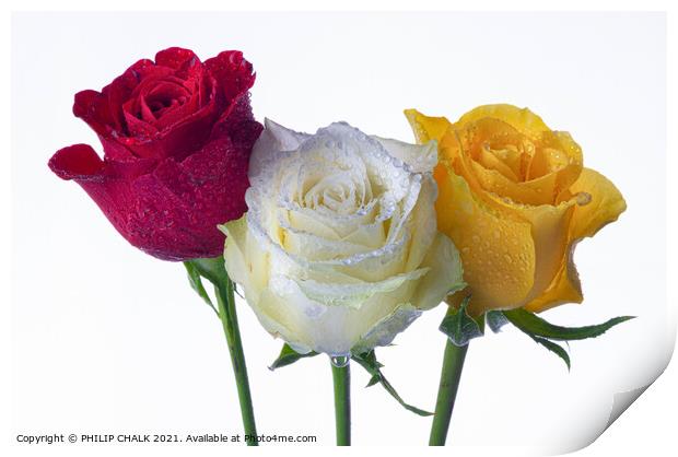 red yellow and white rose with water droplets 417  Print by PHILIP CHALK