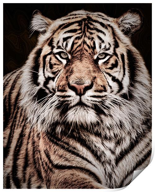 Sumatran Tiger Portrait Print by Jeni Harney