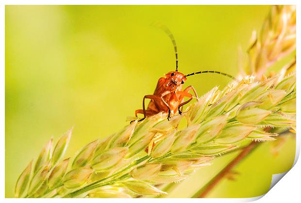 Peepo - a Red Soldier Beetle Print by Jeni Harney