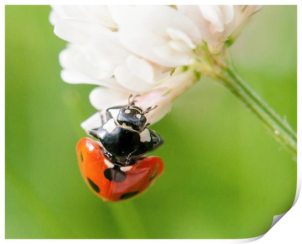 Ladybird on Clover Print by Jeni Harney