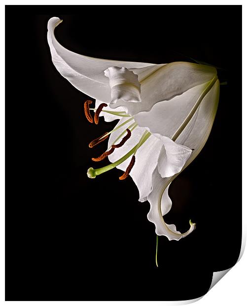 White Lily Print by Jeni Harney