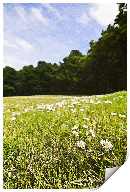 Field of Daisies Print by Jeni Harney