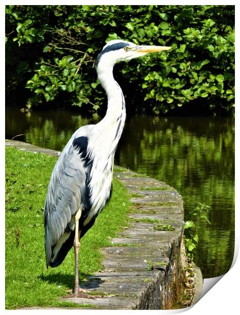 Heron striking a pose Print by Mark Chesters