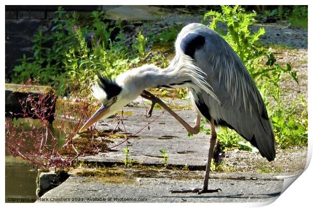 Heron ready to strike. Print by Mark Chesters