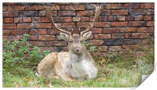 Fallow deer Print by Mark Chesters