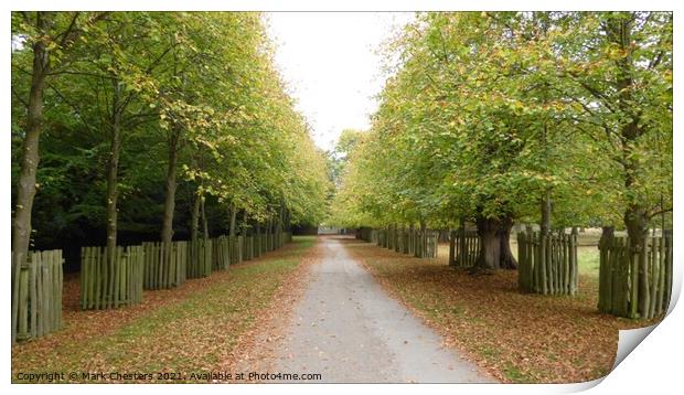 Serene Autumn Path Print by Mark Chesters