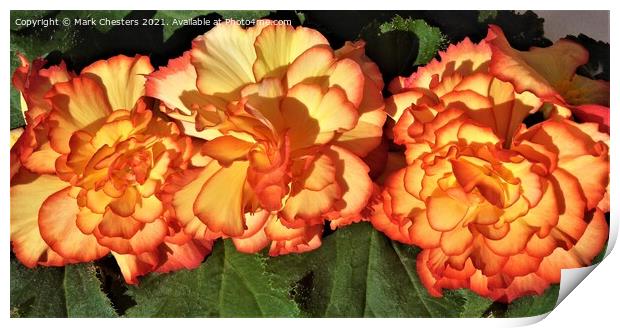 Majestic Sunburst Begonia Trio Print by Mark Chesters