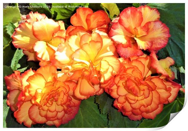 Majestic Sunburst Begonia A Vibrant Floral Beauty Print by Mark Chesters