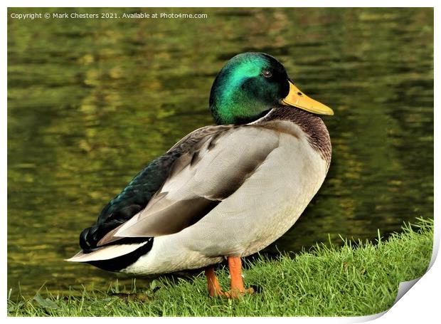 Serene Mallard by the Lake Print by Mark Chesters