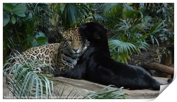 Majestic Jaguar Pair Print by Mark Chesters