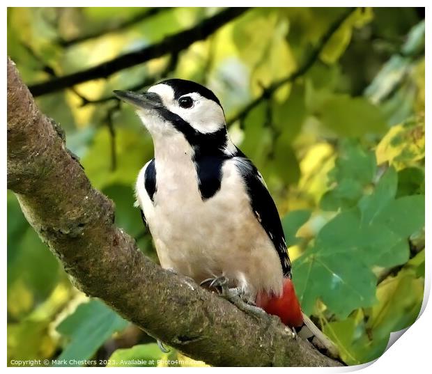 Striking Beauty The Great Spotted Woodpecker Print by Mark Chesters