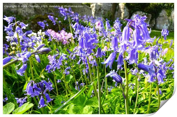 Wild bluebells Print by Mark Chesters