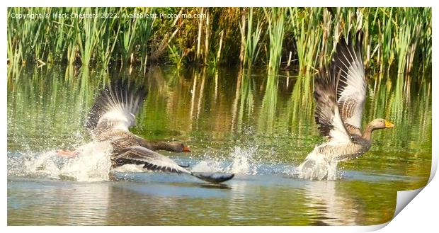 Geese fighting  Print by Mark Chesters