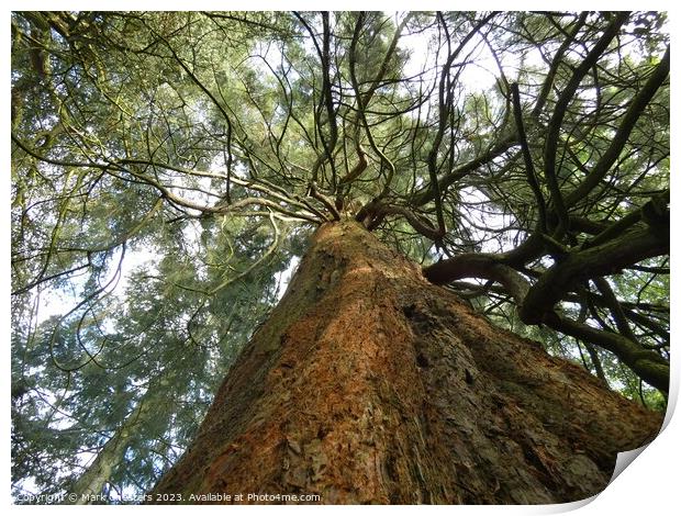 looking up at a beautiful tree canopy. Print by Mark Chesters