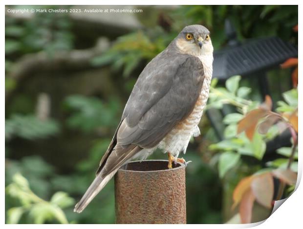 Sparrowhawk looking at me. Print by Mark Chesters