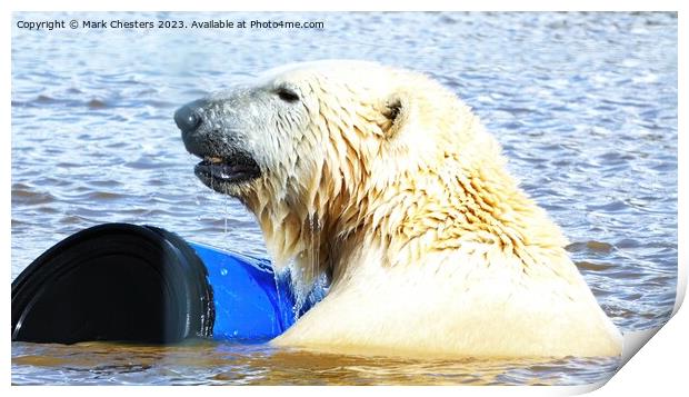 Polar Dance in Serene Waters Print by Mark Chesters